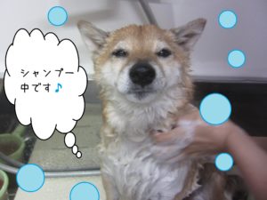 シャンプーしば