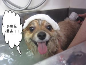 お風呂ポメ