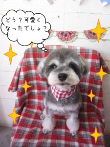 仕上がりMシュナ