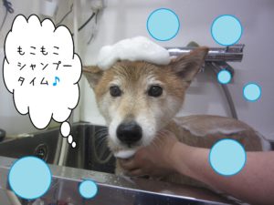 シャンプーミックス