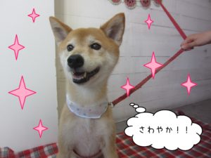 仕上がりミックス