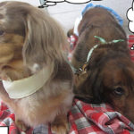 20190826-ころん＆れおんちゃんアイキャッチ