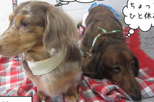 20190826-ころん＆れおんちゃんアイキャッチ