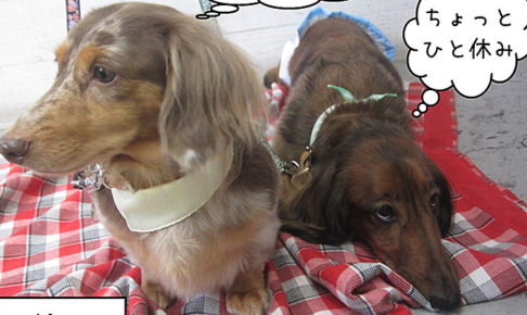 20190826-ころん＆れおんちゃんアイキャッチ