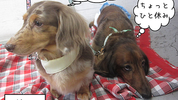 20190826-ころん＆れおんちゃんアイキャッチ