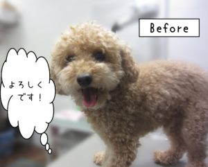 よろしくトイプー