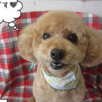 マルちゃんアイキャッチ