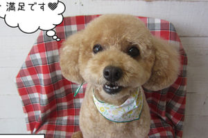 マルちゃんアイキャッチ