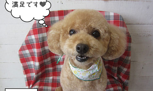 マルちゃんアイキャッチ