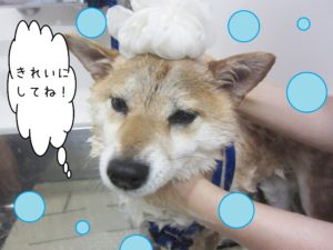 シャンプーしば