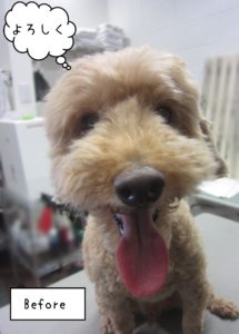 TPのケイちゃんカット前