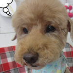 ケイちゃんアイキャッチ