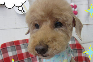 ケイちゃんアイキャッチ