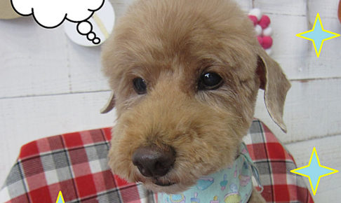 ケイちゃんアイキャッチ