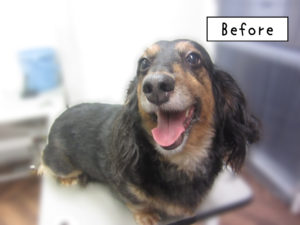 よろしくダックス