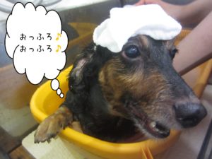 お風呂ダックス