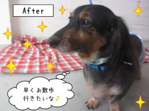 仕上がりダックス