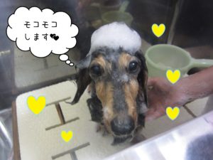 MDのHANAちゃんシャンプー中
