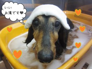 MDのHANAちゃんスパ中