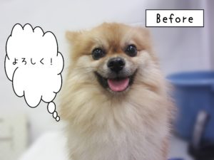よろしくポメ
