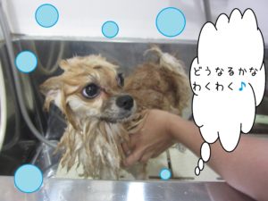 シャンプーポメ