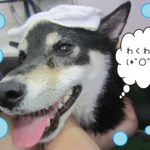 シャンプーしば