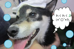 シャンプーしば