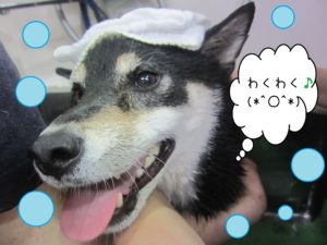 シャンプーしば