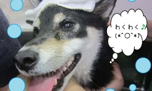 シャンプーしば