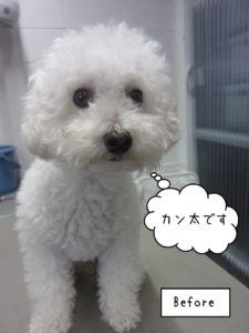 TPのカン太ちゃんカット前