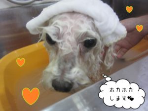 TPのカン太ちゃんスパ中