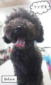 TPのリンちゃんカット前