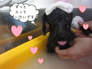 TPのリンちゃんスパ中