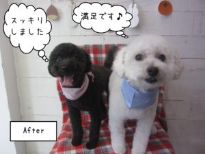 カン太ちゃんリンちゃん施術後