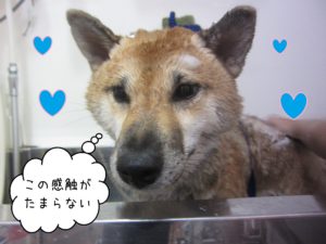 柴犬のモモちゃんシャンプー中
