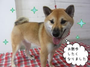 柴犬のモモちゃん施術後