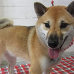 モモちゃんアイキャッチ