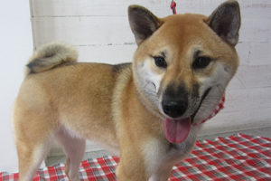 モモちゃんアイキャッチ