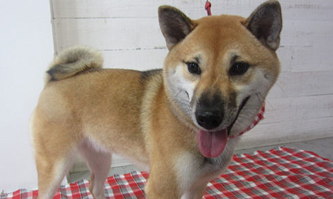 モモちゃんアイキャッチ