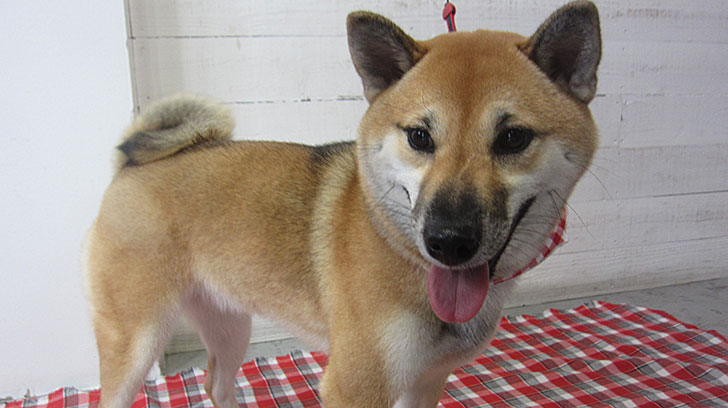 モモちゃんアイキャッチ