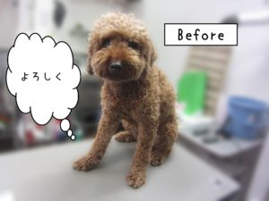 よろしくトイプー