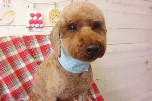 大吾ちゃんアイキャッチ