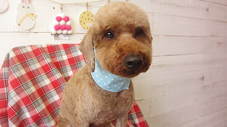 大吾ちゃんアイキャッチ