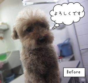 TPのあいちゃんカット前