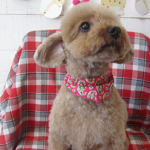 あいちゃんアイキャッチ