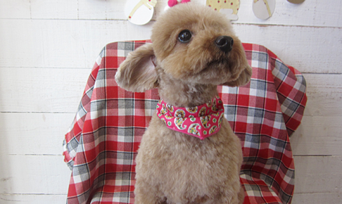 あいちゃんアイキャッチ