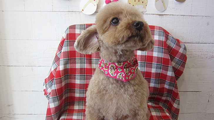 あいちゃんアイキャッチ