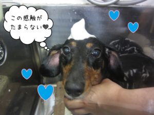 MDのチェリーちゃんシャンプー中