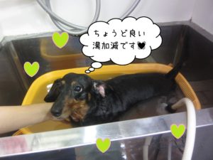 MDのチェリーちゃんスパ中
