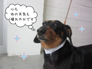 MDのチェリーちゃん施術後